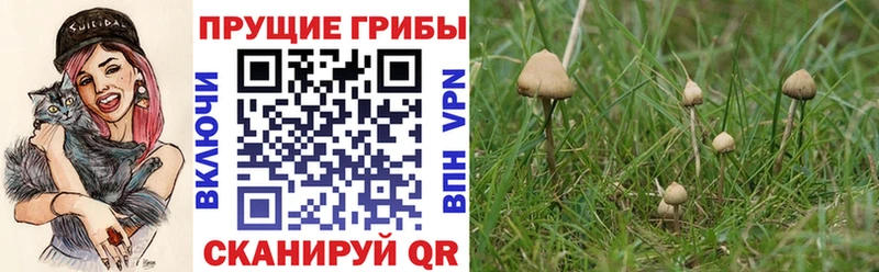 blacksprut онион  Оленегорск  Галлюциногенные грибы Psilocybine cubensis 